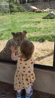 Little Girl and Cheetah Share Adorable Encounter Through Glass Partition at Virginia Zoo