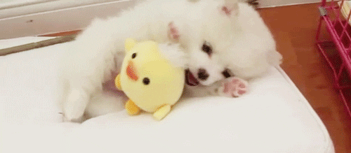 Cute Baby Animal GIFs - Find & Share on GIPHY