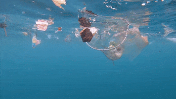 Earth Day GIF by 4ocean