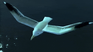 Rockstar Games Bird GIF