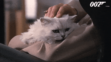 Sean Connery Cat GIF by James Bond 007
