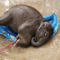 Kiddie Pool No Match for Frisky Baby Elephant at Fort Worth Zoo