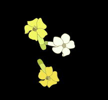 Flower Love GIF by Idimedley