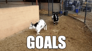 Goals Wow GIF by Best Friends Animal Society