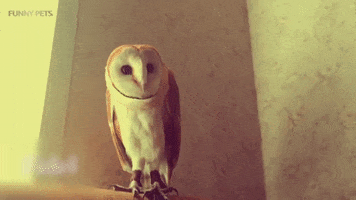 Owl What GIF