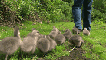 geese GIF by Nature on PBS