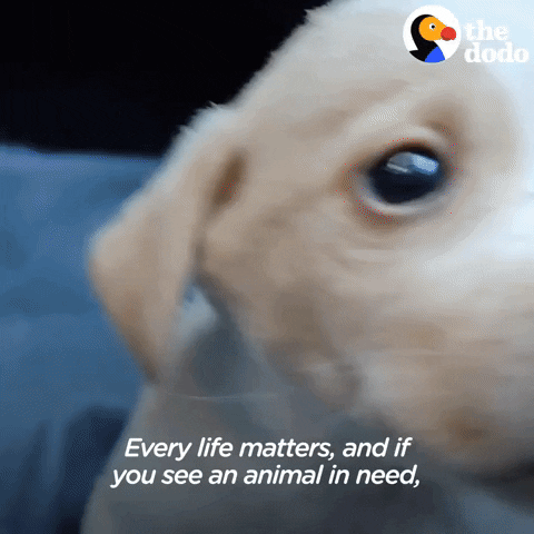 Puppy Cute Dog GIF by The Dodo