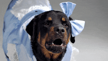 Dogs Wearing Clothes GIF by giphydiscovery