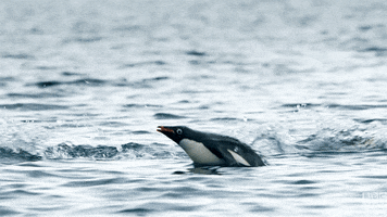 blue planet penguins GIF by BBC America