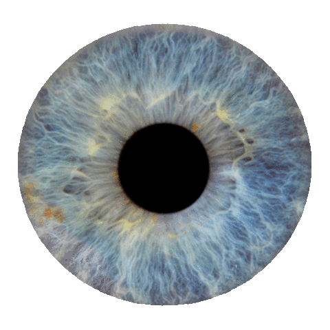 Paulo Salvador Sticker