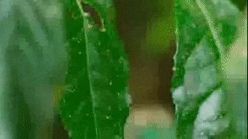 Lizard Blend In GIF by PBS