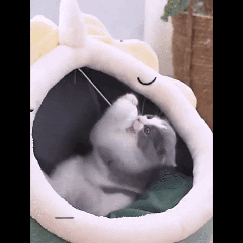 Toca Soft GIF