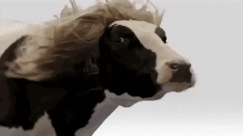 Image result for gif cow