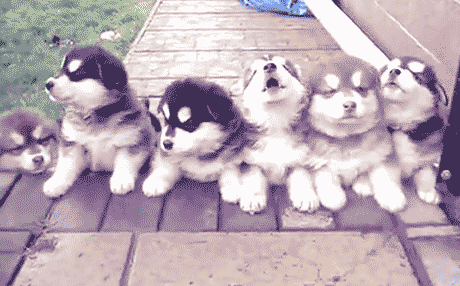 bouncing malamute puppies