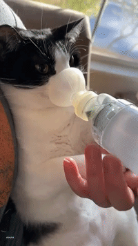 Cat Uses Inhaler to Help Control Feline Asthma