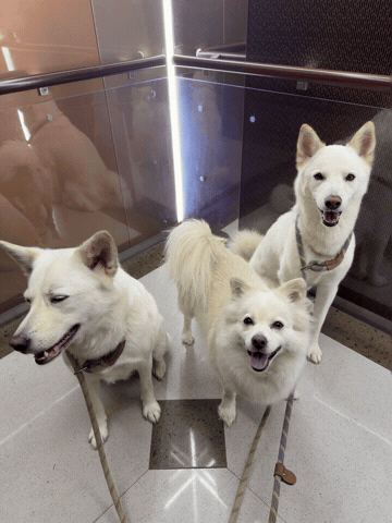 Dawg GIF