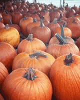 Pumpkin Patch Halloween GIF by Hunter Preston