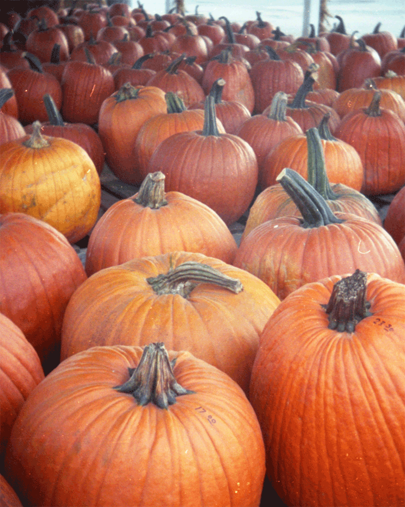 Pumpkin Patch Halloween GIF by Hunter Preston Find & Share on GIPHY