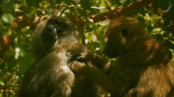 Lion Cub Thank You GIF by Discovery