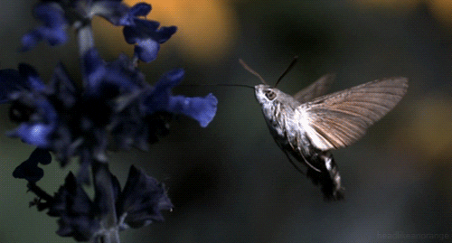 Hummingbird-hawk-moth GIFs - Get the best GIF on GIPHY
