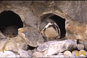 Hopping Here We Go GIF by Brookfield Zoo