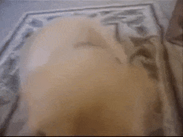Golden Retriever Puppy GIF