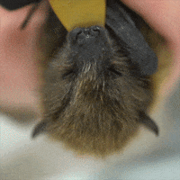 Fruit Bat Baby GIF by Oregon Zoo