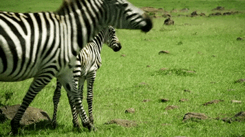 Serengeti GIF by Discovery