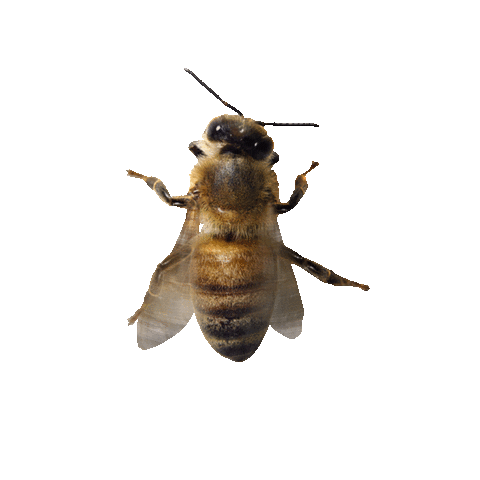 Beenfluencer Sticker by Le Jardin d'Acclimatation