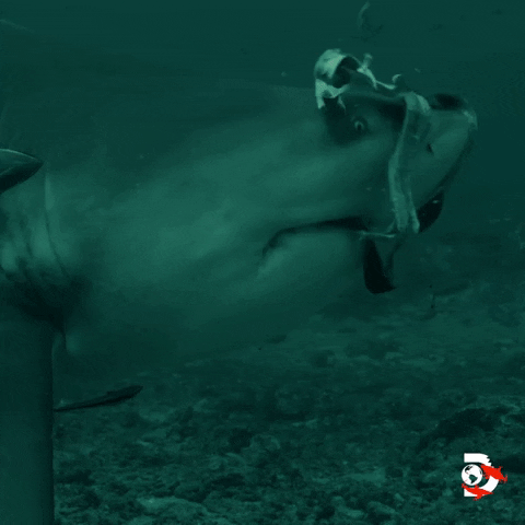 Hungry Water GIF by Shark Week