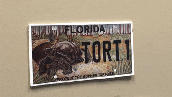 Florida GIF