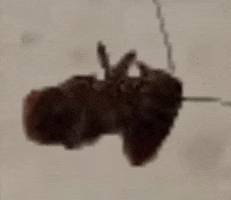 Oleg GIF