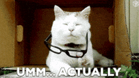 Cat In Sunglasses Gifs Get The Best Gif On Giphy