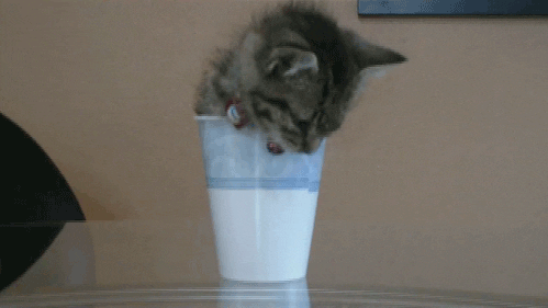 cup cat 