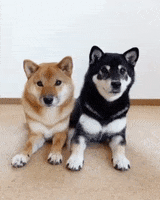 Shiba Inu Couple GIF by WoofWaggers