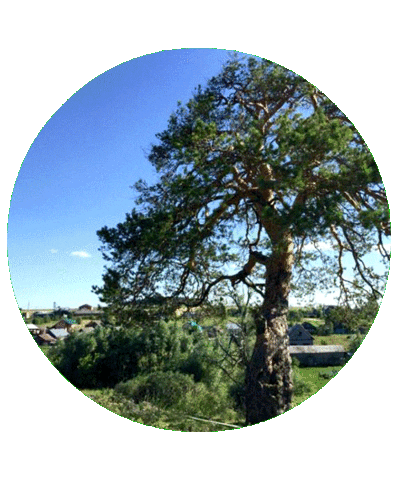 Визитроссия Sticker by kchr