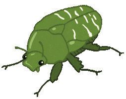 Bug Insect Sticker