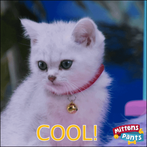 Windyisle cat cool kitten mittens GIF
