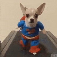 Funny dog wearing superhero outfit walking on treadmill