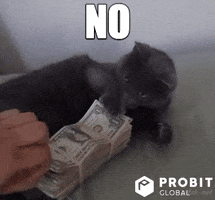 Cat Reaction GIF by ProBit Global