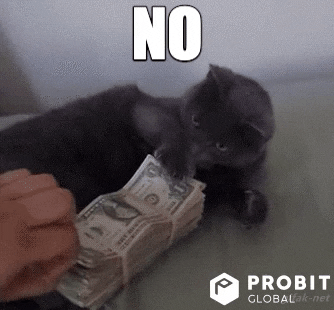 Cat Reaction GIF by ProBit Global - Find & Share on GIPHY