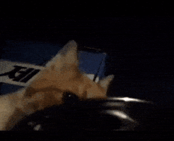 Cat GIF