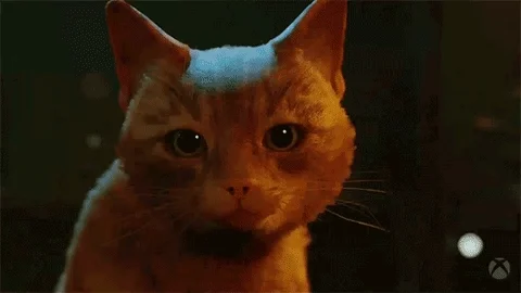 Knock Off Cat GIF