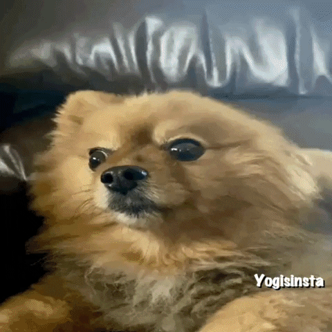 Pomeranian Dog Wow GIF