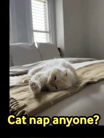 Tired Kitten GIF by PekoeMortgages