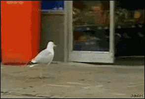 seagull GIF
