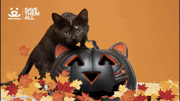 Trick Or Treat Halloween GIF by Best Friends Animal Society