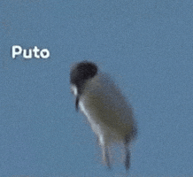Bird Ascending GIF