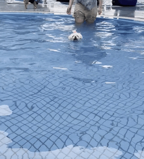 Dog GIF
