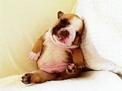 tired dog GIF